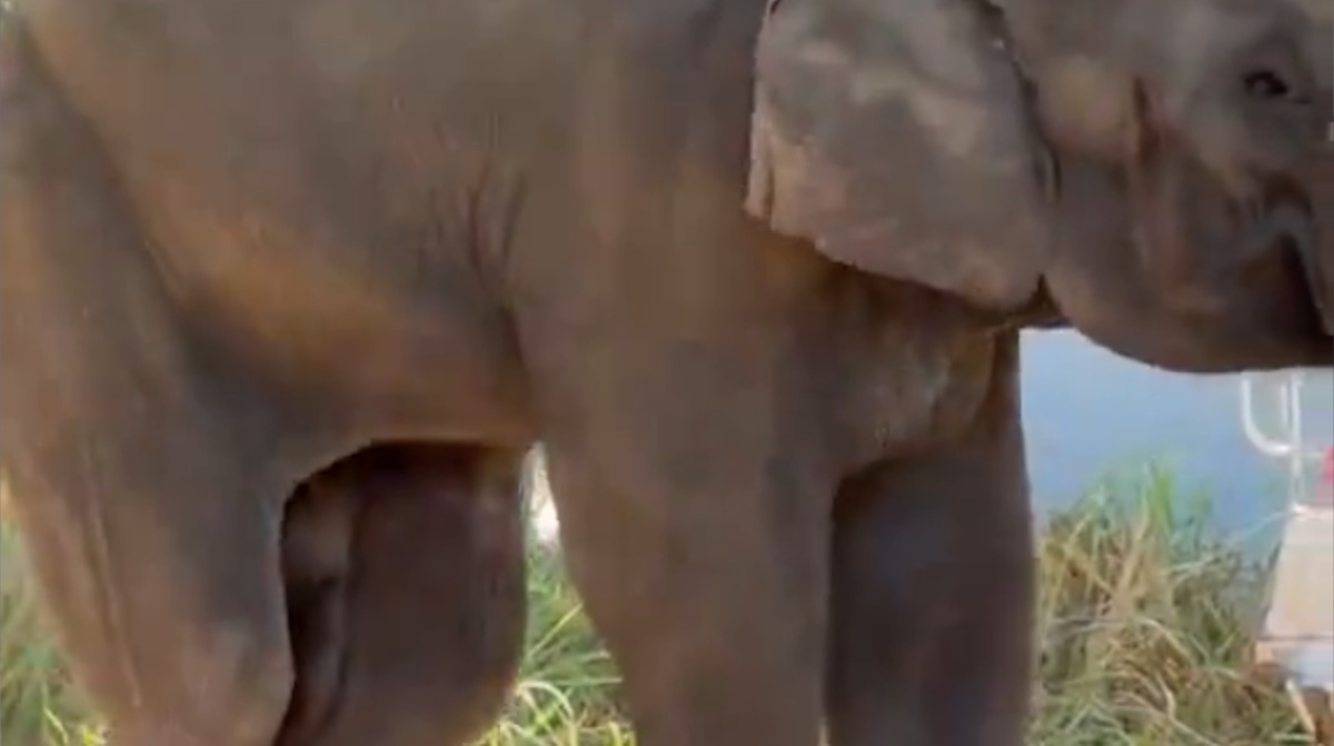 【動画】ゾウさん、いっぱい出してしまう