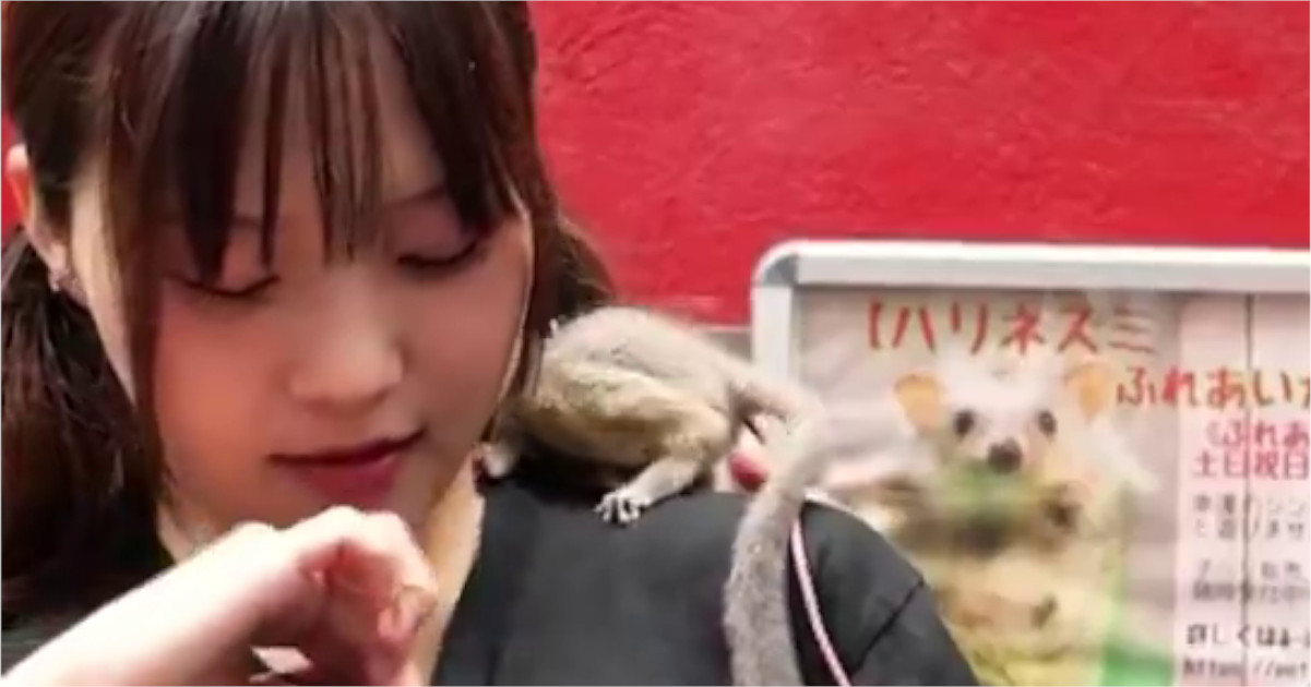 エロ動物、まなかんのおっぱいに侵入する