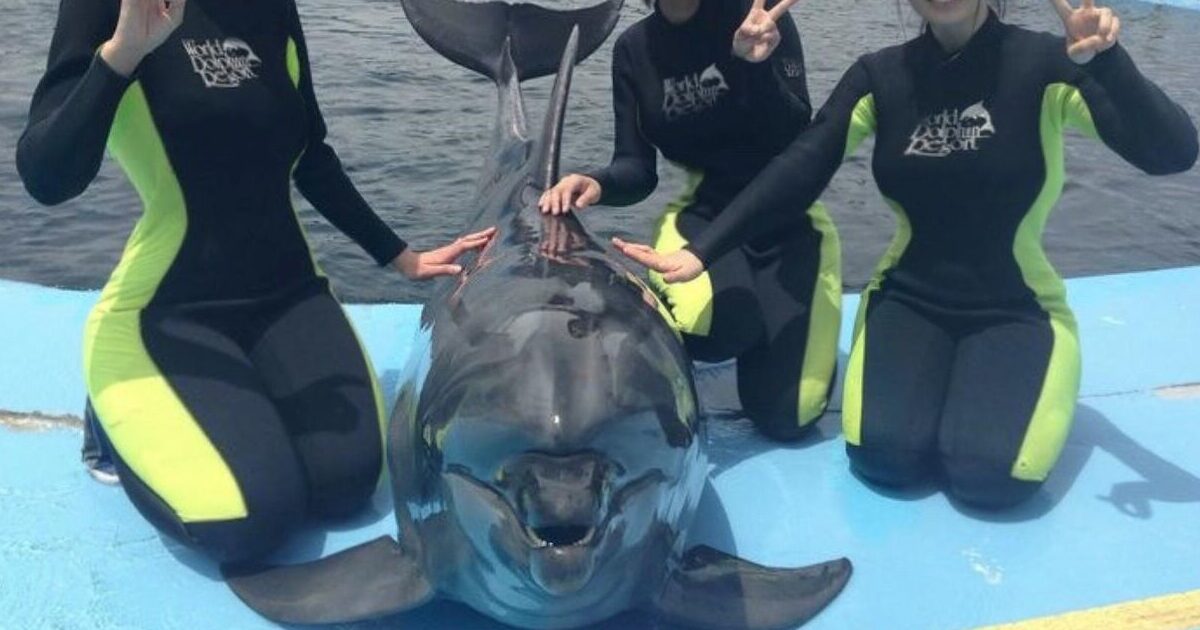 【画像】お前らくん、イルカになってしまうWWWWWWWWWWWWWWW