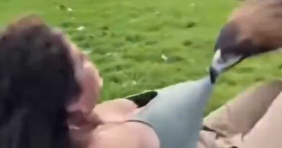 【動画】スケベ鳥、おっぱいを見たくて頑張る