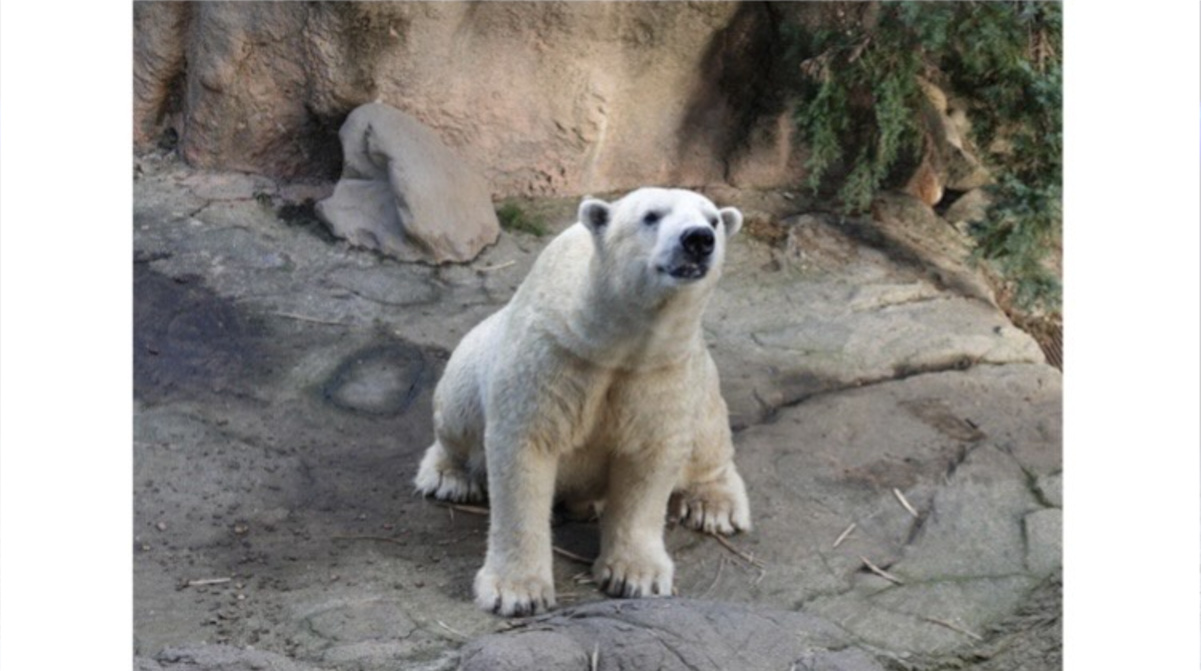 【悲報】シロクマさん、精子出しすぎて死亡