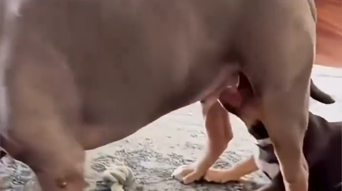 【悲報】子イーヌさん、父親のキンタマを引っ張って怒られる