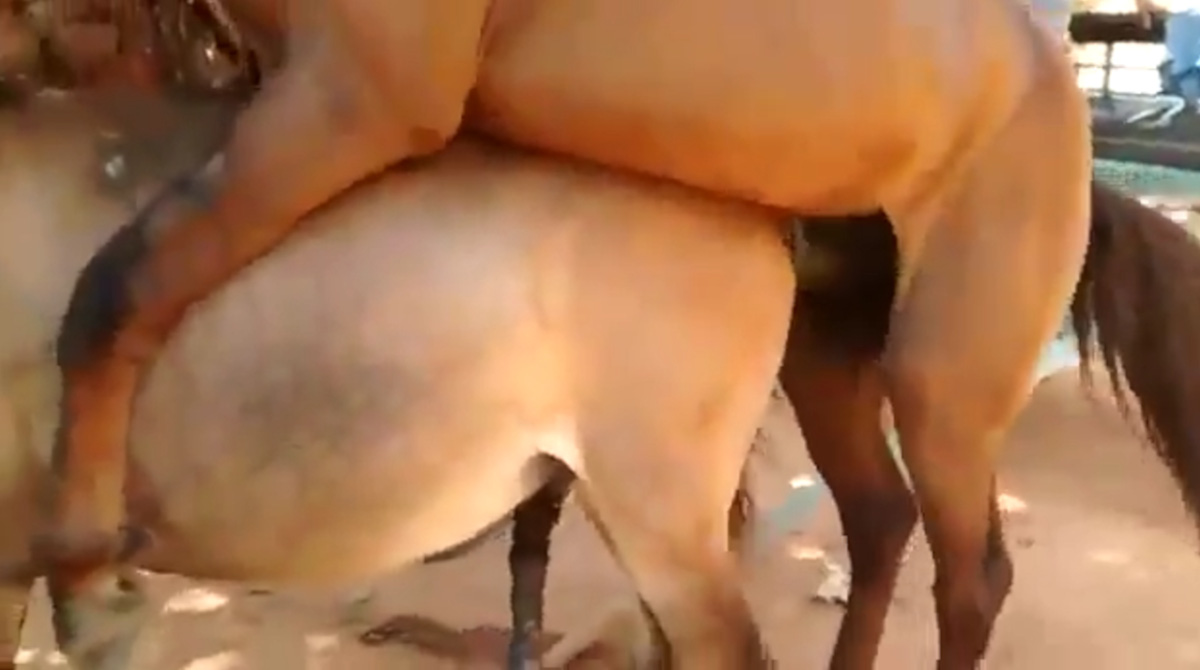 【動画】馬さんロバに挿入してしまう