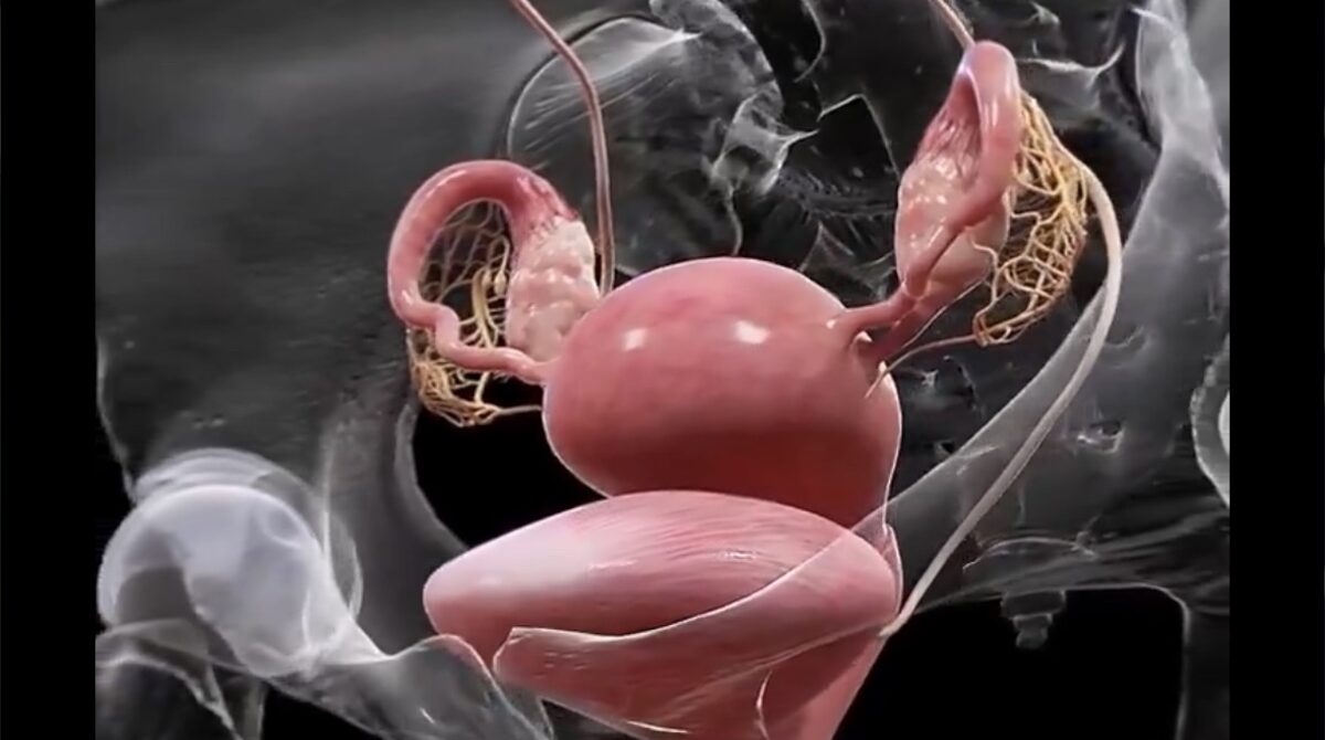 【画像】クリトリスの全体像www