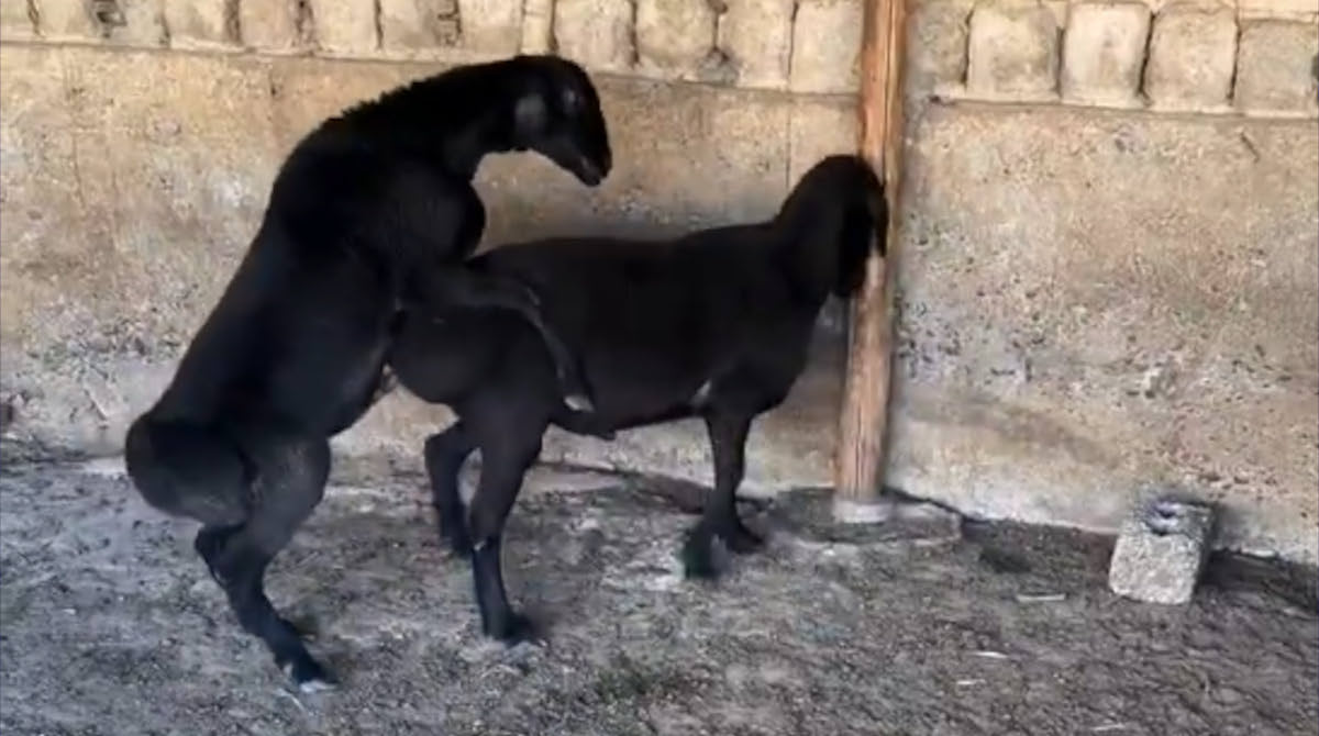 【動画】羊さんの喧嘩、どエロすぎると話題