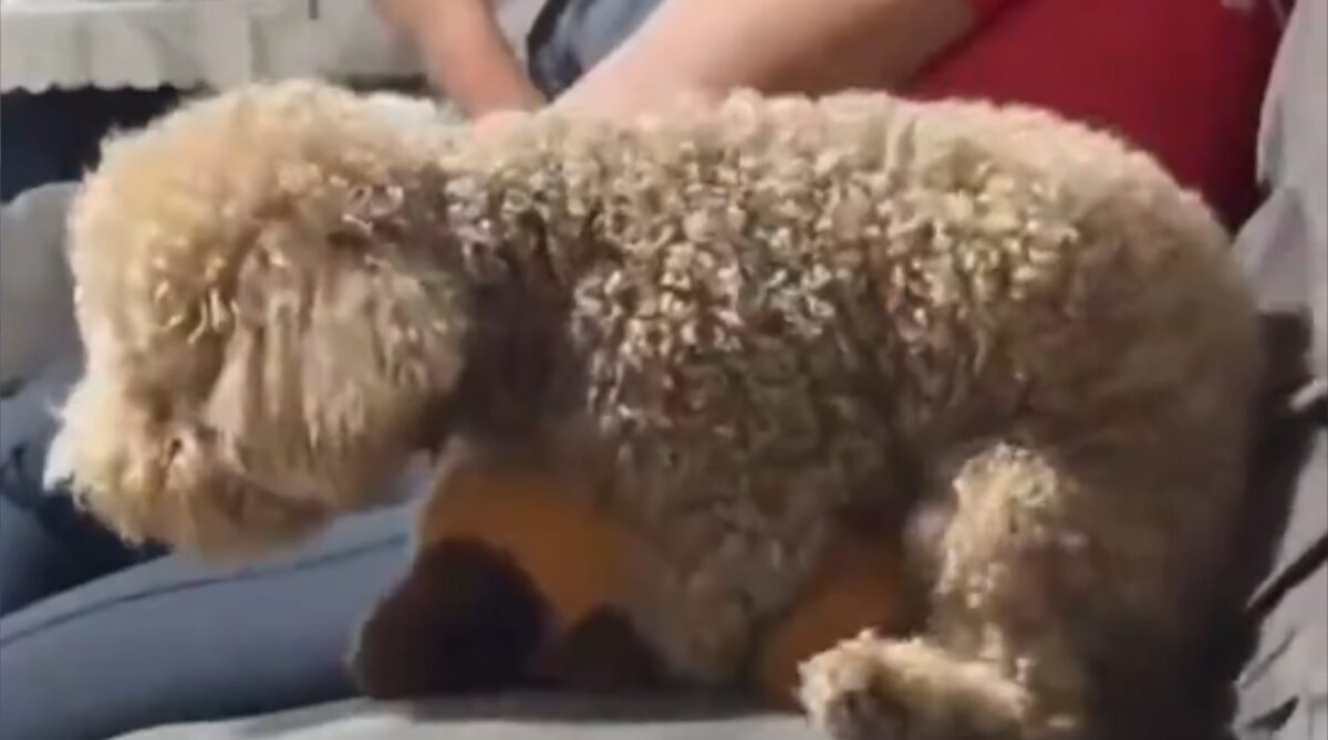 【動画】犬🐶「これボクのッ゛💕ボクのォッ゛💕」ﾍｺﾍｺ