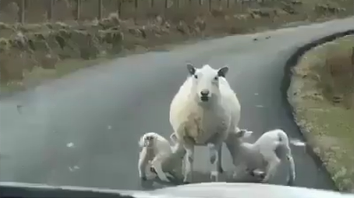 【悲報】路上で授乳するママ、盗撮される